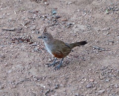 Rhinocrypta lanceolata