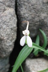 Brownleea macroceras