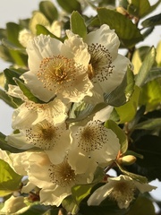 Eucryphia cordifolia