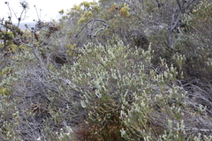 Adenandra gummifera
