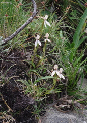 Brownleea macroceras