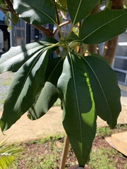 Lophostemon confertus