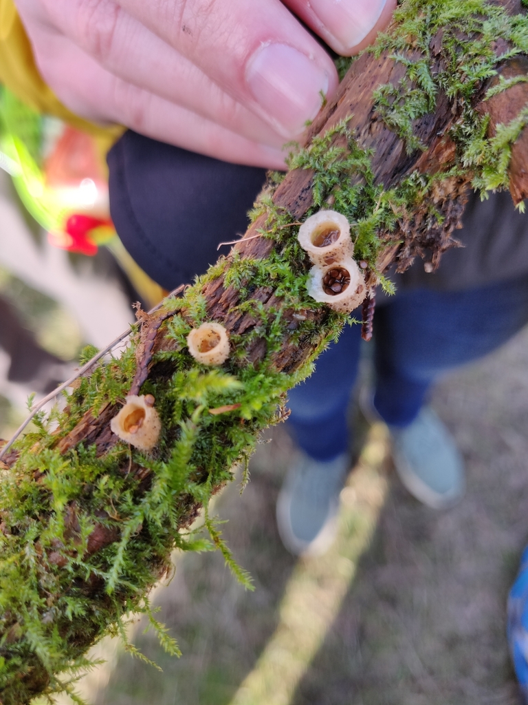 woolly bird's nest fungus from Royal Roads University, Colwood, BC V9B