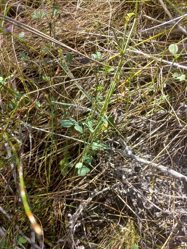 Indigofera paludicola MS (Indigofera paludicola)