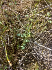 Indigofera paludicola