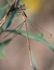 Lestes alacer