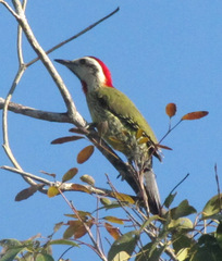 Xiphidiopicus percussus