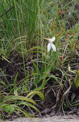 Brownleea macroceras