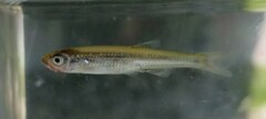 Notropis atherinoides