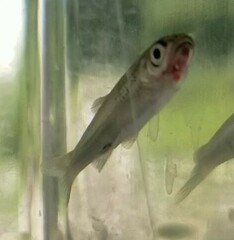 Notropis atherinoides