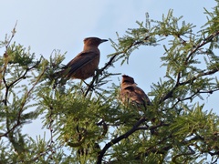 Pseudoseisura lophotes