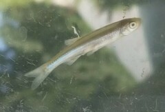 Notropis atherinoides
