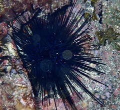 Diadema africanum