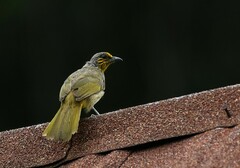 Pycnonotus finlaysoni