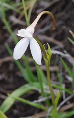 Brownleea macroceras