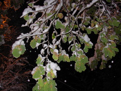 Quercus robur