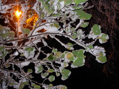 Quercus robur