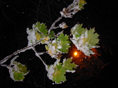 Quercus robur