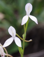 Brownleea macroceras