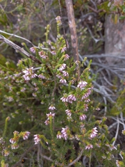 Erica interrupta