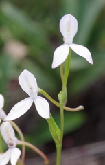 Brownleea macroceras