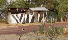 Lanius excubitoroides