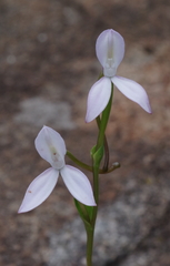 Brownleea macroceras