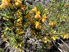 Berberis empetrifolia