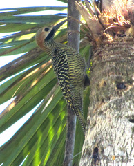 Colaptes fernandinae