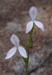 Brownleea macroceras