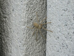 Olios sericeus
