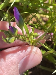 Calandrinia menziesii
