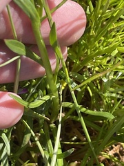 Calandrinia menziesii