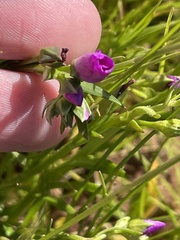 Calandrinia menziesii