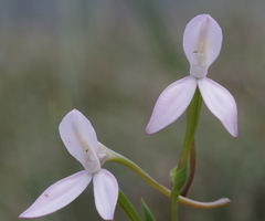 Brownleea macroceras