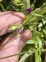 Calandrinia menziesii