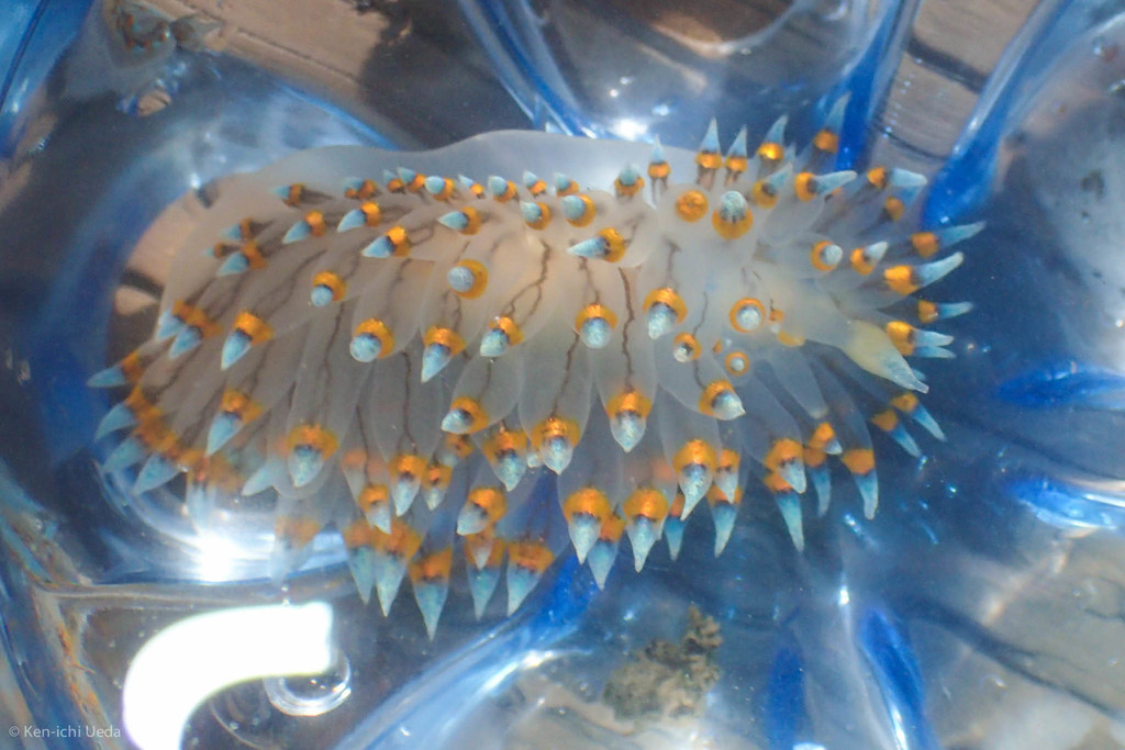 cockscomb nudibranch