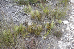 Protea denticulata