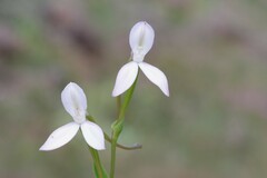 Brownleea macroceras