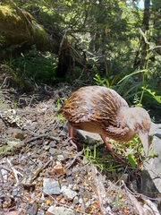 Gallirallus australis