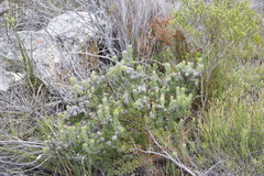 Paranomus abrotanifolius