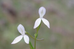 Brownleea macroceras