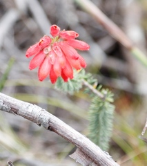Erica cerinthoides cerinthoides