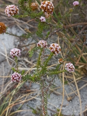 Stoebe capitata