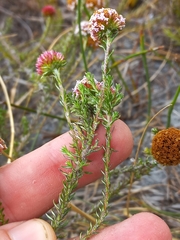 Stoebe capitata