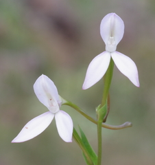 Brownleea macroceras