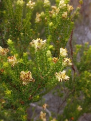 Penaea mucronata