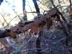 Lobaria anthraspis