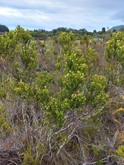 Penaea mucronata