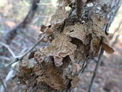 Lobaria anomala